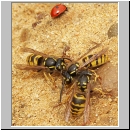 Vespula vulgaris - Gemeine Wespe 02.jpg